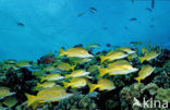Common bluestripe snapper (Lutjanus kasmira )