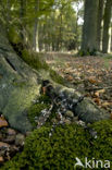 Pine Marten (Martes martes)