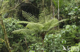 Treefern