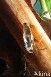 Backswimmer (Notonecta glauca)