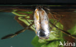 Backswimmer (Notonecta glauca)