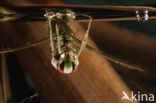 Backswimmer (Notonecta glauca)