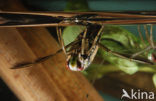 Backswimmer (Notonecta glauca)