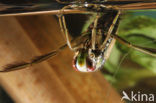 Backswimmer (Notonecta glauca)