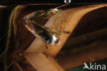 Backswimmer (Notonecta glauca)