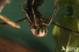 Backswimmer (Notonecta glauca)