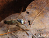 Backswimmer (Notonecta glauca)