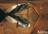 Backswimmer (Notonecta glauca)