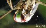 Backswimmer (Notonecta glauca)