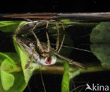 Backswimmer (Notonecta glauca)