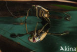 Backswimmer (Notonecta glauca)