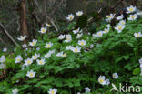 Wood Anemone (Anemone nemorosa)