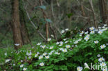 Wood Anemone (Anemone nemorosa)