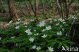 Wood Anemone (Anemone nemorosa)