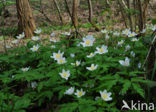 Wood Anemone (Anemone nemorosa)