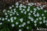Wood Anemone (Anemone nemorosa)