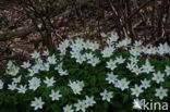 Wood Anemone (Anemone nemorosa)
