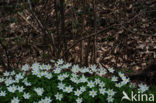 Wood Anemone (Anemone nemorosa)