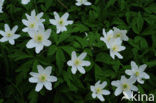 Wood Anemone (Anemone nemorosa)