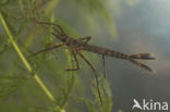 Beautiful Demoiselle (Calopteryx virgo)