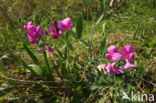 Brede lathyrus (Lathyrus latifolius)