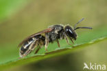 Breedkaakgroefbij (Lasioglossum laticeps)