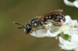 Breedkaakgroefbij (Lasioglossum laticeps)