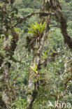 Pineapplefamily (Bromeliaceae)