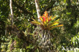 Pineapplefamily (Bromeliaceae)