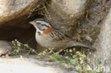 Rufous-collared Sparrow (Zonotrichia capensis)