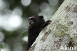 Brown-mantled Tamarin