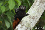 Bruinrugtamarin (Saguinus fuscicollis)