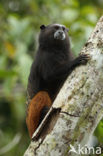 Bruinrugtamarin (Saguinus fuscicollis)