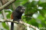 Bruinrugtamarin (Saguinus fuscicollis)