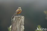 Brown-backed Chat-Tyrant (Ochthoeca fumicolor)