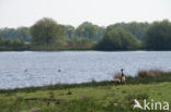 Canadese Gans (Branta canadensis)