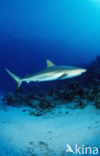 Carribbean reef shark (Carcharhinus perezi) 
