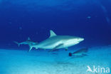 Carribbean reef shark (Carcharhinus perezi) 