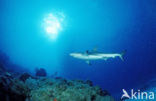 Carribbean reef shark (Carcharhinus perezi) 