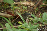 Plain-crowned Spinetail (Synallaxis gujanensis)