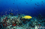 Orangespotted trevally (Carangoides bajad)