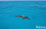 Lemon Shark (Negaprion brevirostris)