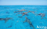 Lemon Shark (Negaprion brevirostris)