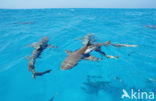 Lemon Shark (Negaprion brevirostris)