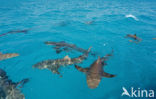 Lemon Shark (Negaprion brevirostris)