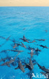Lemon Shark (Negaprion brevirostris)