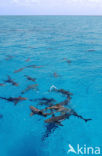 Lemon Shark (Negaprion brevirostris)