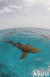 Lemon Shark (Negaprion brevirostris)