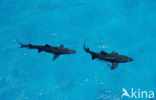 Lemon Shark (Negaprion brevirostris)