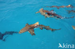 Lemon Shark (Negaprion brevirostris)